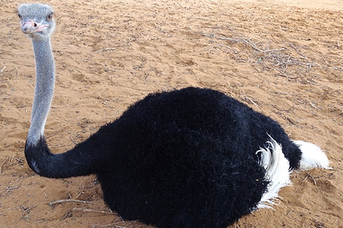 ostrich